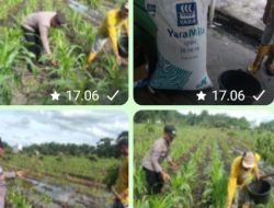Dukung Ketahanan Pangan Program Bapak Presiden Prabowo,” Polsek Tambusai Utara Adakan Penanaman Jagung di Desa Pagar Mayang .