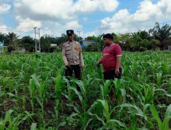 Polsek Tambusai Utara ,,Dampingi Petani Jagung di Mekar Jaya ,” Komitmen Dukung Swasembada Pangan Nasional 2026..