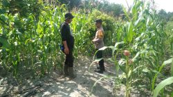 Polri Cinta Petani ,, Polsek Tambusai Utara adakan Pengecekan tanaman jagung Desa Pagar Mayang ,, Komitmen Dukung Program Ketahan Pangan .