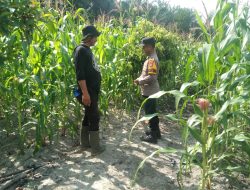 Polri Cinta Petani ,, Polsek Tambusai Utara adakan Pengecekan tanaman jagung Desa Pagar Mayang ,, Komitmen Dukung Program Ketahan Pangan .