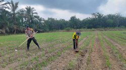 Wujud Nyata Polri Cinta Petani , Polsek Tambusai Utara Update Perkembangan Jagung di Desa Suka Damai ..