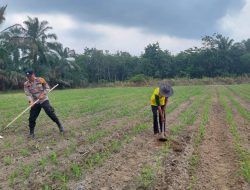 Wujud Nyata Polri Cinta Petani , Polsek Tambusai Utara Update Perkembangan Jagung di Desa Suka Damai ..