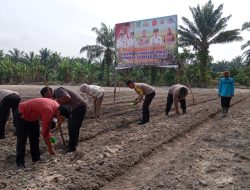 Polsek Tambusai Utara Bersama Kelompok Tani Rantau Sakti ,” Penanaman Jagung kuartal lll Tingkatkan Swasembada Pangan Nasional.