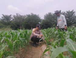 Komitmen Dukung Ketahanan Pangan Nasional, Polsek Tambusai Utara Pantau Jagung Monokultur di Desa Suka Damai