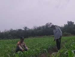 Polsek Tambusai Utara Bukti Nyata Polisi Cinta Petani, Komitmen Dukung Ketahanan Pangan, Tanaman Jagung Monokultur di Desa Suka Damai Tumbuh Optimal