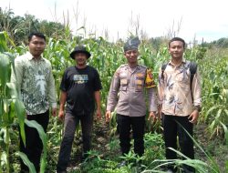 Polsek Tambusai Utara Pantau Ketahanan Pangan Jagung Hibrida di Desa Pagar Mayang.