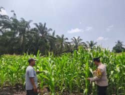Walaupun Curah Hujan Tinggi ,, Polsek Tambusai Utara Terus Pantau Ketahanan Pangan Jagung Monokultur di Desa Bangun Jaya