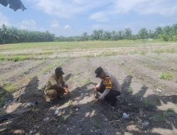 Polsek Tambusai Utara Tingkatkan Swasembada pangan Nasional Pantau Perkembangan Tanaman Jagung Pipil Jenis Monokultur Desa Simpang Harapan .