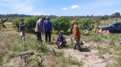 Polsek Tambusai Utara Polisi Cinta Petani ,, Adakan Pendampingan Petani Mahato hingga Panen, Perkuat Swasembada Pangan Nasional.