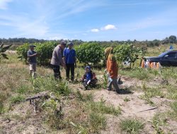 Polsek Tambusai Utara Polisi Cinta Petani ,, Adakan Pendampingan Petani Mahato hingga Panen, Perkuat Swasembada Pangan Nasional.