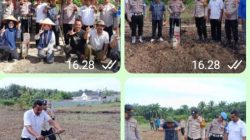 Perkuat Dukungan Swasembada Pangan Nasional ,, Polsek Tambusai Utara ,” Penanaman Jagung Kuartal lll Desa Tambusai Utara .