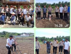 Perkuat Dukungan Swasembada Pangan Nasional ,, Polsek Tambusai Utara ,” Penanaman Jagung Kuartal lll Desa Tambusai Utara .