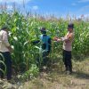 Polsek Tambusai Utara Buktikan ,, Polri Cinta Petani , Pantau Perkembangan Tanaman Jagung Desa Suka Damai.