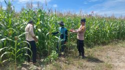 Polsek Tambusai Utara Buktikan ,, Polri Cinta Petani , Pantau Perkembangan Tanaman Jagung Desa Suka Damai.