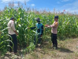 Polsek Tambusai Utara Buktikan ,, Polri Cinta Petani , Pantau Perkembangan Tanaman Jagung Desa Suka Damai.