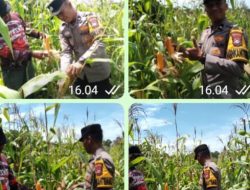 Polsek Tambusai Utara Komitmen Dukung Program Asta Cita presiden RI,” Pengecekan Tanaman jagung 2 Hektar di Desa Pagar Mayang ..