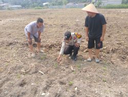 Polsek Tambusai Utara Cek Tanaman Jagung Desa Tambusai Utara ,, Tingkatkan Swasembada Pangan Nasional ,” Dongkrak Hasil Panen – serahkan Pupuk Cair .