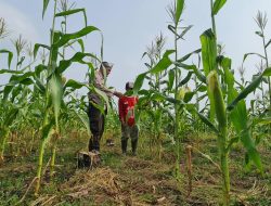 Polsek Tambusai Utara Dukung Ketahanan pangan Nasional,” Sambang Petani Jagung di Desa Simpang Harapan .