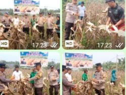 Polsek Tambusai Utara Gelar Panen Raya Jagung Kuartal lll ,” Bersama Pemdes Mahato Sakti ,” Dukung Swasembada Pangan Nasional 2026