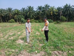 Polsek Tambusai Utara Pantau Perkembangan Jagung di Desa Tambusai Utara ,,, Bukti Nyata Polri Cinta Petani ,” Hadapi Kendala Kekeringan dan Hama