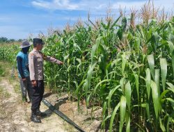Polsek Tambusai Utara Cek Tanaman Jagung Ketahanan Pangan Nasional 2026 di Desa Suka Damai .