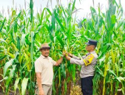 Polsek.Tambusai Utara Pantau Perkembangan Tanaman Jagung Pipil jenis Monokultur di Lahan Ketahanan Pangan Desa Rantau Sakti