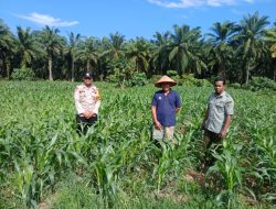Polsek Tambusai Utara Adakan Pengecekan Perkembangan Tanaman Jagung di Lahan Program Ketahanan Pangan Desa Tambusai Utara .