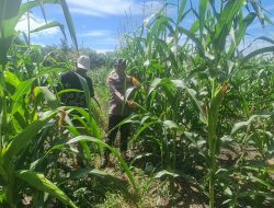 Polsek Tambusai Utara Kawal Keberlanjutan Lahan Jagung untuk Perkuat Ketahanan Pangan Nasional 2026.