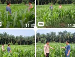 Polri Cinta Petani ,, Polsek Tambusai Utara , Adakan Pengecekan Perkembangan Tanaman Jagung di Desa Tambusai Utara .