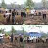 Penamaan jagung Kuartal ke lll di desa mekar jaya , Polsek Tambusai Utara Bersama Pemdes ,”:Dukung Ketahanan Pangan Nasional 2026 Lahan 1 ,5 Hektar .