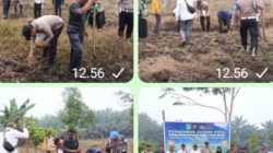 Penamaan jagung Kuartal ke lll di desa mekar jaya , Polsek Tambusai Utara Bersama Pemdes ,”:Dukung Ketahanan Pangan Nasional 2026 Lahan 1 ,5 Hektar .