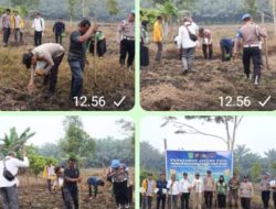 Penamaan jagung Kuartal ke lll di desa mekar jaya , Polsek Tambusai Utara Bersama Pemdes ,”:Dukung Ketahanan Pangan Nasional 2026 Lahan 1 ,5 Hektar .